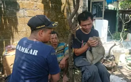 Seekor Monyet Ekor Panjang Gigit Balita Tulungagung, Petugas Kesehatan Hewan Lakukan Observasi Penyakit Rabies