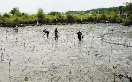 Rehabilitasi Hutan Mangrove, Petrokimia Tanam Seribu Bibit Mangrove di Pusat Restorasi Mengare
