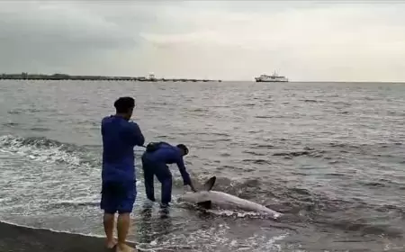 Akibat Cuaca Buruk, Bayi Paus Sirip Terdampar di Pantai Jangkar