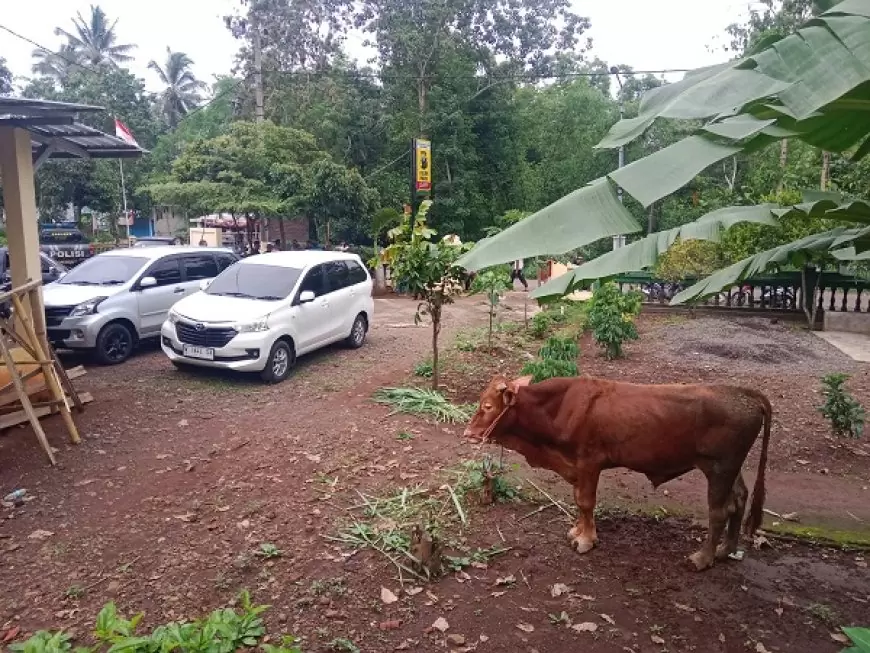 2 Tahun Warga Desa Gadingsari Diteror Maling Sapi, Pelaku Baru Tertangkap di Era Kapolsek Baru