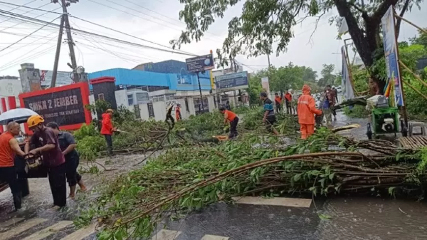 BPBD Jember Gerak Cepat Tanggulangi Dampak Hujan Disertai Angin