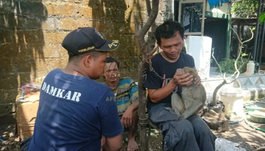 Seekor Monyet Ekor Panjang Gigit Balita Tulungagung, Petugas Kesehatan Hewan Lakukan Observasi Penyakit Rabies