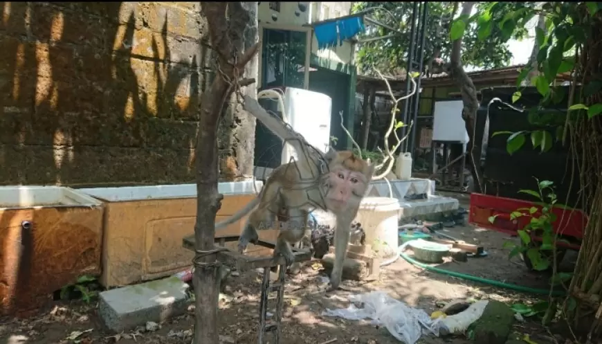 Seekor Monyet Ekor Panjang Gigit Balita Tulungagung, Petugas Kesehatan Hewan Lakukan Observasi Penyakit Rabies