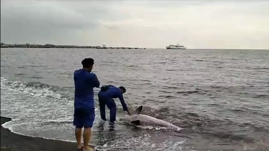Akibat Cuaca Buruk, Bayi Paus Sirip Terdampar di Pantai Jangkar