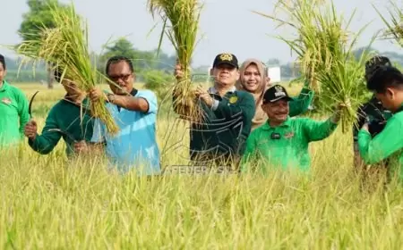 Bupati Situbondo Panen Padi Unggul BK 01 dan 02 Agritan dengan Produktivitas Tinggi