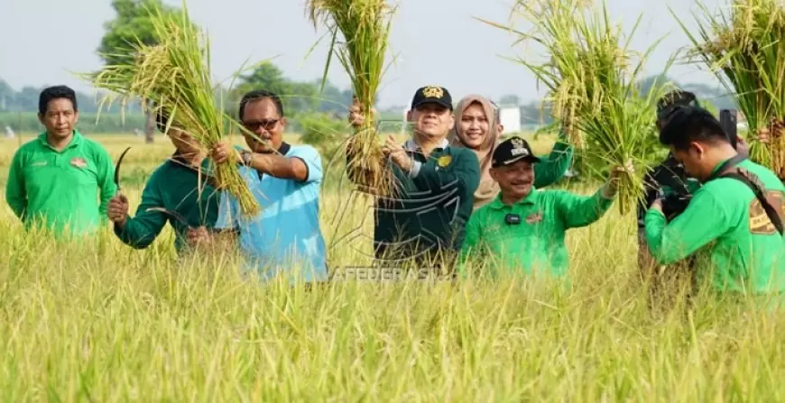 Bupati Situbondo Panen Padi Unggul BK 01 dan 02 Agritan dengan Produktivitas Tinggi