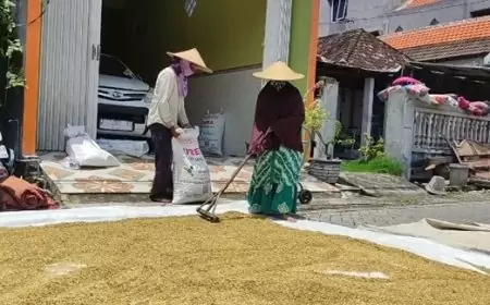 Memasuki Masa Panen Raya, Petani Di Gresik Cemas karena Harga Gabah Anjlok