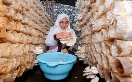 Bernilai Ekonomis Tinggi, Industri Jamur Semakin Diminati Warga Banyuwangi