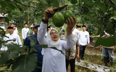 Bupati Banyuwangi Kepincut Potensi Ekonomis Alpukat Aligator Bumiharjo