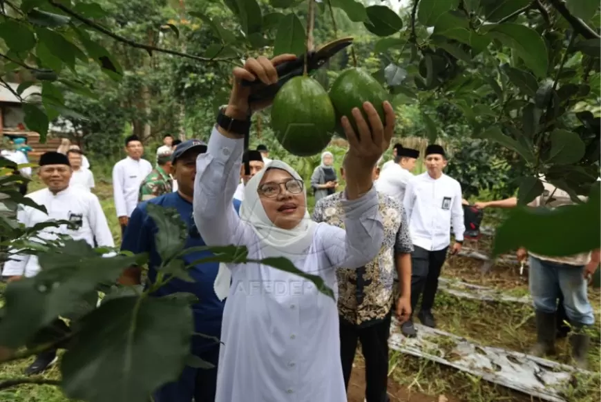 Bupati Banyuwangi Kepincut Potensi Ekonomis Alpukat Aligator Bumiharjo