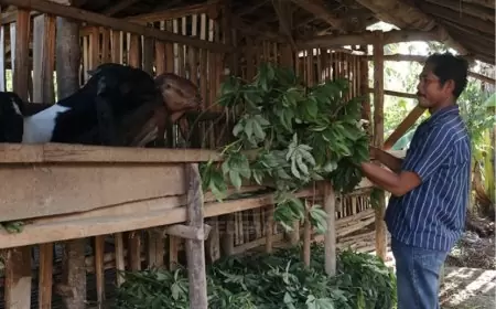 Ternak Kambing Peluang Besar Topang Perekonomian Banyuwangi