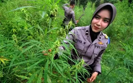 Berbisnis Ganja Secara Online, Seorang Pria di Gresik Tanam Ganja Dirumah 