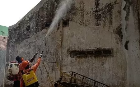 Ratusan Ulat Bulu Serang Pemukiman Warga di Situbondo