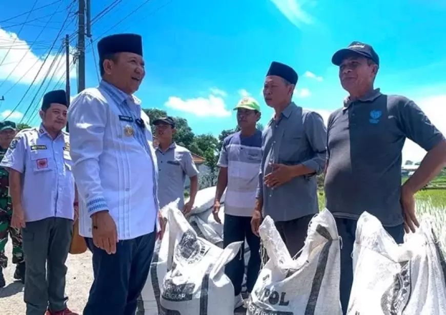 Bupati Jember; Distribusi Pupuk Organik Si Jempol Gratis