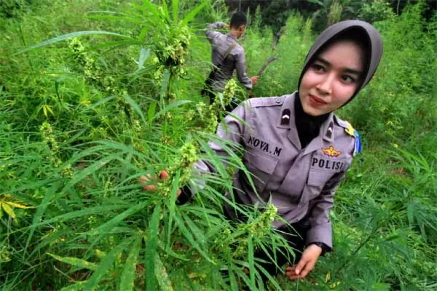 Berbisnis Ganja Secara Online, Seorang Pria di Gresik Tanam Ganja Dirumah 