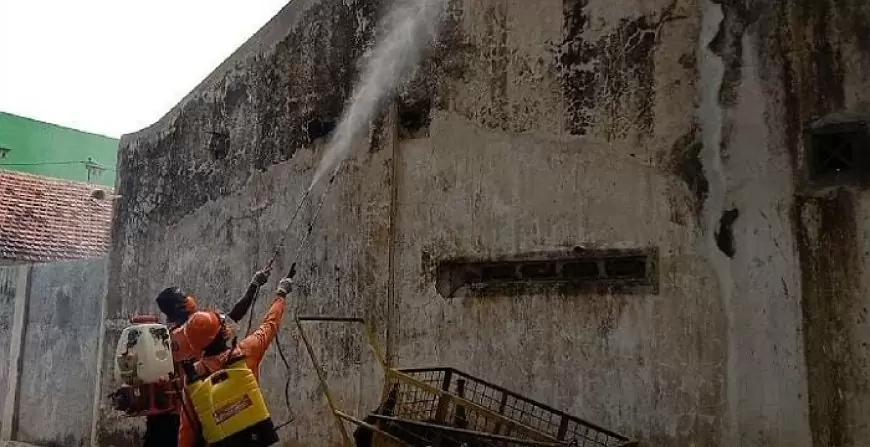 Ratusan Ulat Bulu Serang Pemukiman Warga di Situbondo