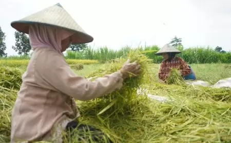 Melalui Program DITO, Produktivitas Padi di Kabupaten Kediri Terus Merangkak Naik