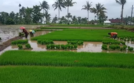 Petani Bondowoso Bakal Dapat Tambahan Pupuk Belasan Ribu Ton, Salah Satunya Berbentuk Bansos
