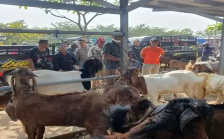 Pastikan Hewan Qurban Sehat, Disnakeswan Tulungagung Terjunkan Puluhan Petugas Kesehatan Hewan