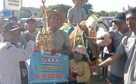 Pacu Semangat Peternak Lokal, Pemkab Situbondo Gelar  Kontes Ternak Sapi dan Domba