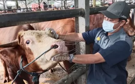 Jelang Idul Adha, Disnak Keswan Tulungagung Pastikan Kesehatan Hewan Kurban di PHT