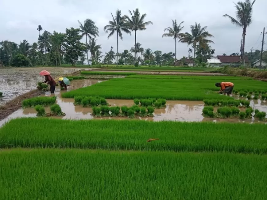 Petani Bondowoso Bakal Dapat Tambahan Pupuk Belasan Ribu Ton, Salah Satunya Berbentuk Bansos
