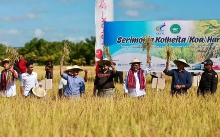 Kerjasama Pertanian Petrokimia Gresik Dengan Timor Leste, Tingkatkan Produktivitas Padi hingga 7,5 Ton/Ha Dengan Demplot