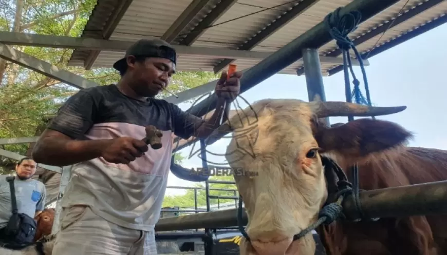 Menjelang Idul Adha, Bisnis Salon Sapi di Tulungagung Banjir Orderan