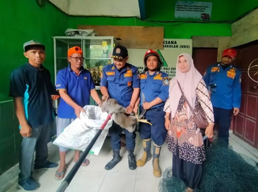 Teror Monyet Resahkan Guru dan Siswa MI Berhasil Ditangkap 