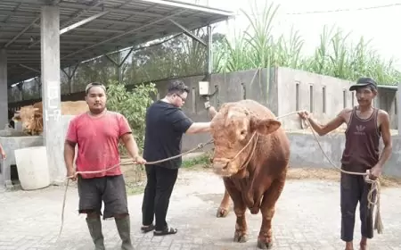 Mas Dhito Bareng Mbak Cicha Beli Empat Ekor Sapi Jumbo untuk Kurban