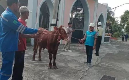 Idul Adha 1445 H, PT PLN Nusantara Power Services Serahkan Hewan Kurban ke Masjid Sabilal Muhtadin