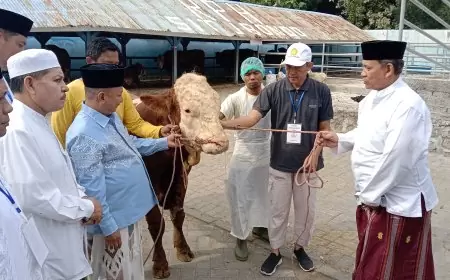 Hari Raya Idhul Adha, Pemkab Situbondo Memotong 41 Ekor Sapi Kurban