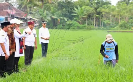 Beras Organik Banyuwangi Semakin Diminati Pasar Tersebar di Ribuan Supermarket
