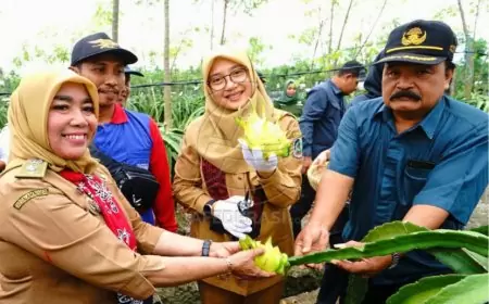 Banyuwangi Jadi Sentra Buah Naga Kuning yang Menjanjikan