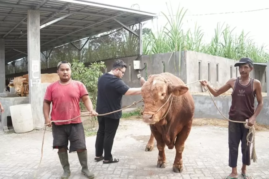 Mas Dhito Bareng Mbak Cicha Beli Empat Ekor Sapi Jumbo untuk Kurban