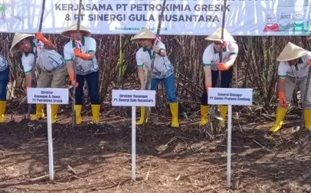 Petrokimia Perkenalkan Petro Spring, Ada Drone Pupuk Bantu Petani Tebu Bondowoso