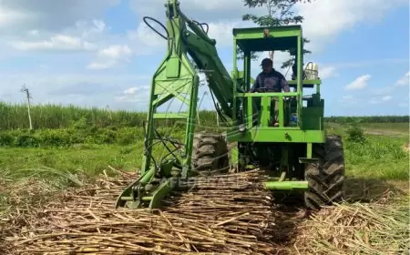 Sinergi Baik Kunci Sukses TMA 2024 PTPN I Regional 5 Kebun Kalitelepak