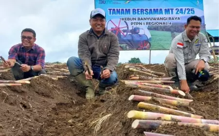 PTPN I Regional 4 Kebun HGU Glenmore Siap Dukung Swasembada Gula Nasional