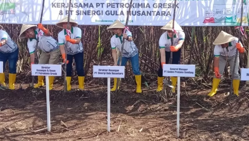 Petrokimia Perkenalkan Petro Spring, Ada Drone Pupuk Bantu Petani Tebu Bondowoso