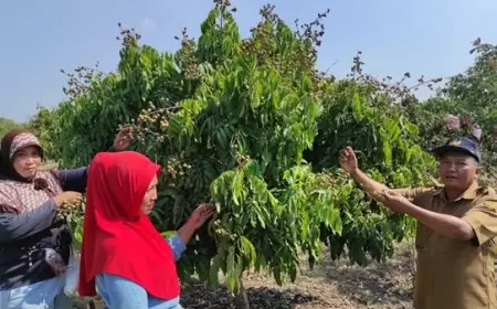 Wisata Petik Buah,  Manfaatkan Lahan Gersang Desa Pengalangan Dongkrak Ekonomi Desa