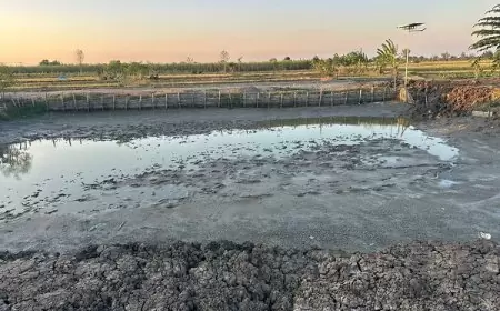 Inovasi Pemdes Sidoraharjo Gresik, Manfaatkan Tanah Kas Desa Menjadi Tambak Produktif