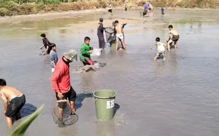 Panen Ikan Hasil Budidaya Tambak, Pemdes Sidoraharjo Gresik Bagikan Ribuan Ikan Gratis 