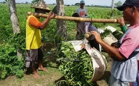 Perda Kawasan Tanpa Rokok Jatim Disahkan, Tantangan Implementasi dan Dampak bagi Petani Tembakau