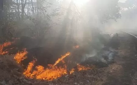 Kebakaran di Taman Nasional Baluran, Asap Tebal Tutup Jalur Pantura Situbondo