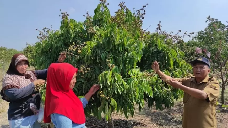 Wisata Petik Buah,  Manfaatkan Lahan Gersang Desa Pengalangan Dongkrak Ekonomi Desa