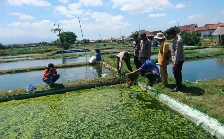 Kakek 73 Tahun Ditemukan Meninggal di Kolam Ikan, Diduga Kram Saat Cari Rumput