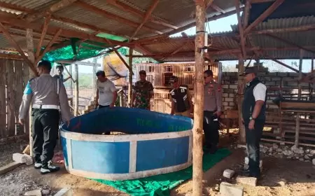 Operasi Tim Gabungan Kembali Grebek  Judi Sabung Ayam di Panceng Gresik, Arena Tarung Ayam Dimusnahkan