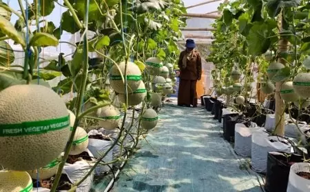 Manfaatkan Lahan Kosong, Pemdes Samirplapan Gresik Kembangkan Budidaya Melon Hidroponik