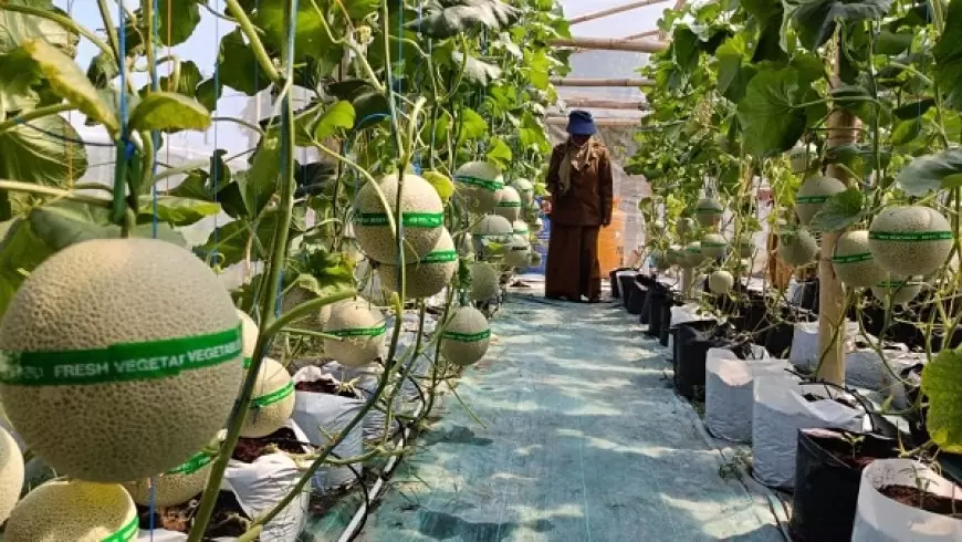 Manfaatkan Lahan Kosong, Pemdes Samirplapan Gresik Kembangkan Budidaya Melon Hidroponik