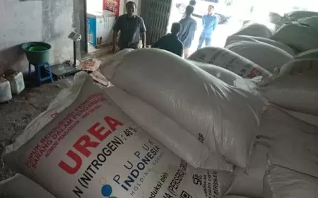 Jatah Pupuk Bersubsidi Ditambah, Benarkah di Bondowoso Langka? Ini Faktanya